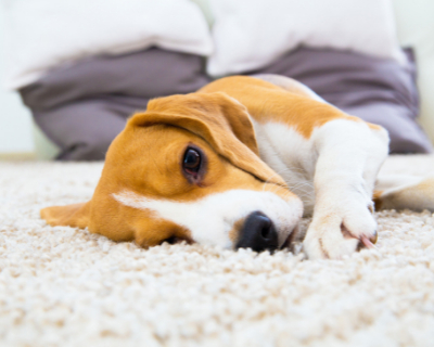 Carpet-Cleaning-Niagara-Maintaining-Your-Homes-Carpeting-a-beagle-laying-on-the-carpet-